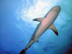 This is a picture of Reef shark on a shark dive in the Ba... by Allyssa Arnold 